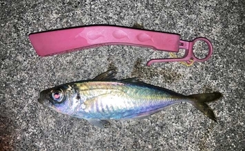 「昨日はよく釣れていたけど・・・」陸っぱりアジングでアジ手中も低調気味【三重】