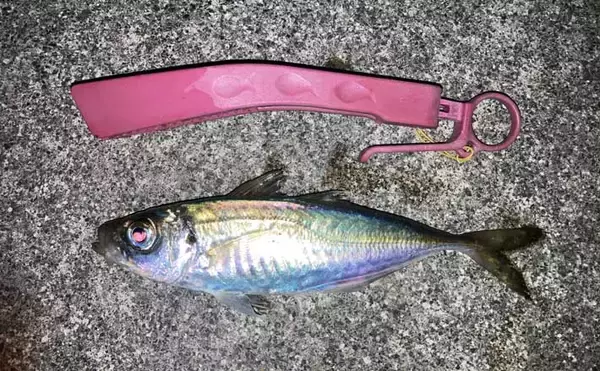 「昨日はよく釣れていたけど・・・」陸っぱりアジングでアジ手中も低調気味【三重】