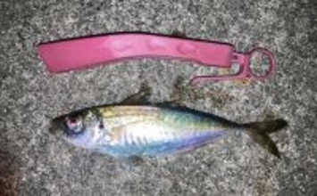「昨日はよく釣れていたけど・・・」陸っぱりアジングでアジ手中も低調気味【三重】