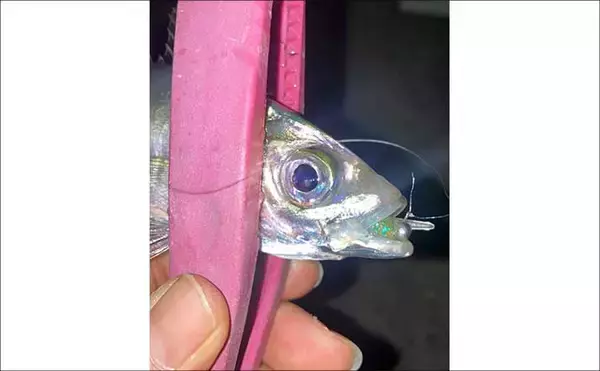 「「昨日はよく釣れていたけど・・・」陸っぱりアジングでアジ手中も低調気味【三重】」の画像