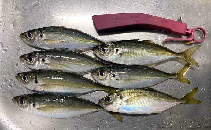 「昨日はよく釣れていたけど・・・」陸っぱりアジングでアジ手中も低調気味【三重】