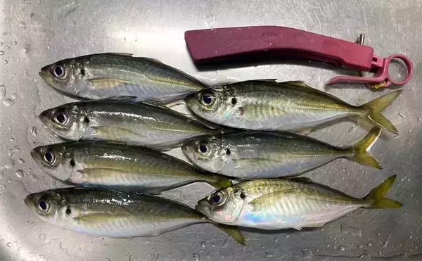 「「昨日はよく釣れていたけど・・・」陸っぱりアジングでアジ手中も低調気味【三重】」の画像