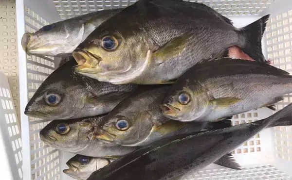 「上越沖では馴染みが薄いイサキ釣りに挑戦【こうゆう丸】絶品の梅雨イサキで好土産に」の画像