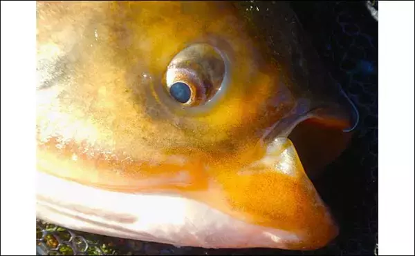 「荒川でのハクレン釣りで97cm筆頭に3時間で本命5尾と出来過ぎ釣果【埼玉】」の画像