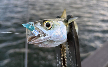 アジングタックルでサバゲーム満喫【大阪南港】アシストフック着用ジグ単リグで挑戦