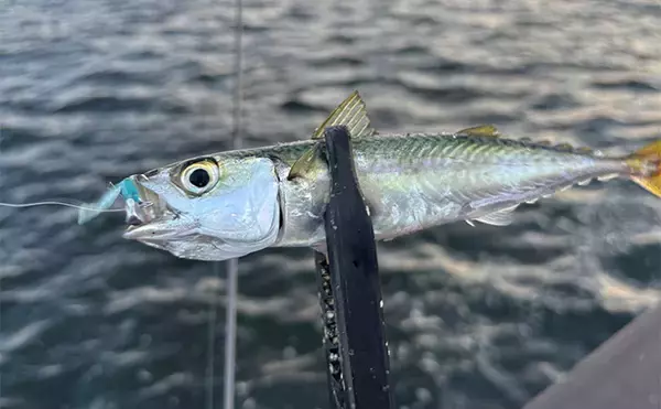 「アジングタックルでサバゲーム満喫【大阪南港】アシストフック着用ジグ単リグで挑戦」の画像