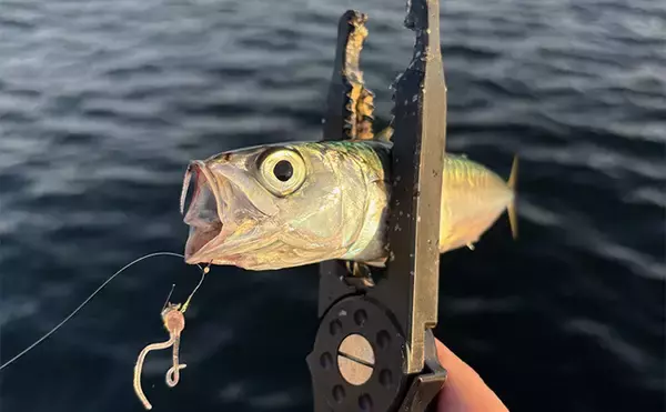 「アジングタックルでサバゲーム満喫【大阪南港】アシストフック着用ジグ単リグで挑戦」の画像