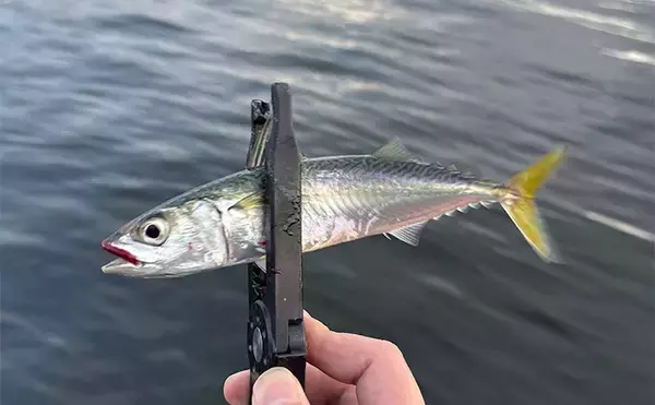 「アジングタックルでサバゲーム満喫【大阪南港】アシストフック着用ジグ単リグで挑戦」の画像