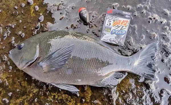 「諸磯フカセ釣りで良型メジナ好反応！　当日最大37cmを手中【神奈川・三浦半島】」の画像