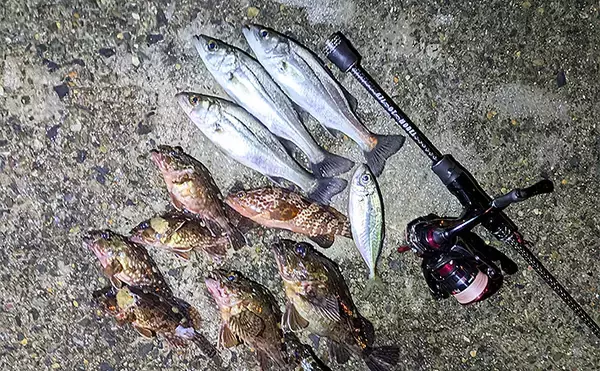 集魚灯アジングで4目釣り達成！【京都】ガシラ・アコウ・セイゴに本命アジも登場