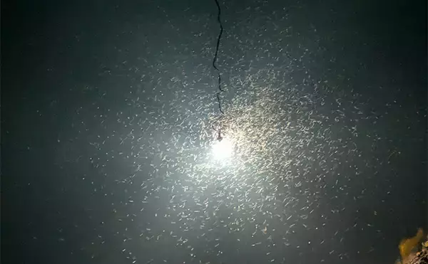 「集魚灯アジングで4目釣り達成！【京都】ガシラ・アコウ・セイゴに本命アジも登場」の画像