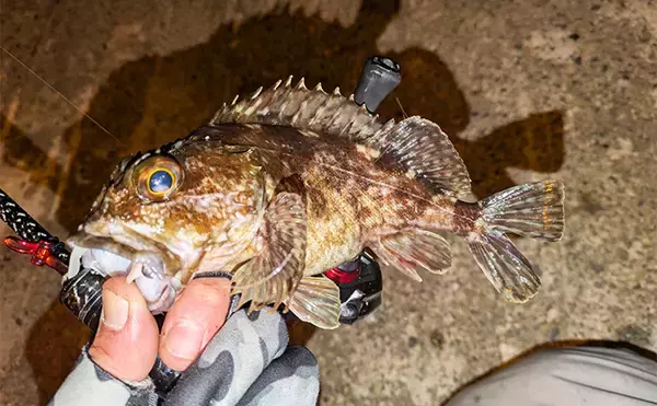 「集魚灯アジングで4目釣り達成！【京都】ガシラ・アコウ・セイゴに本命アジも登場」の画像