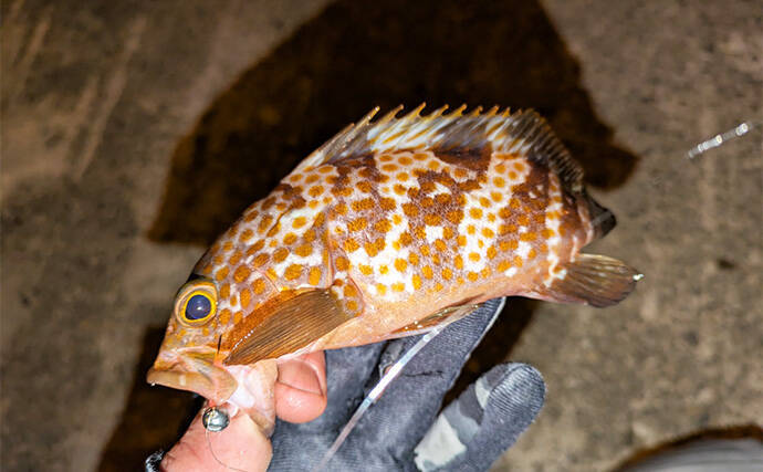 集魚灯アジングで4目釣り達成！【京都】ガシラ・アコウ・セイゴに本命アジも登場