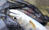 「渓流エサ釣りの「難しい」ところ 【環境・道具の選択・釣り場での対応】」の画像7