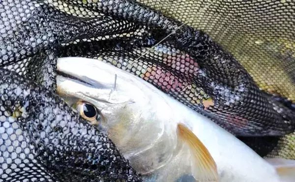 「渓流エサ釣りの「難しい」ところ 【環境・道具の選択・釣り場での対応】」の画像