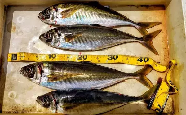 釣り人的【マアジの雑学】　回遊型と地着き型は見た目にも異なる？