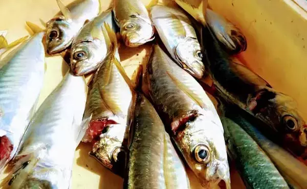 「釣り人的【マアジの雑学】　回遊型と地着き型は見た目にも異なる？」の画像