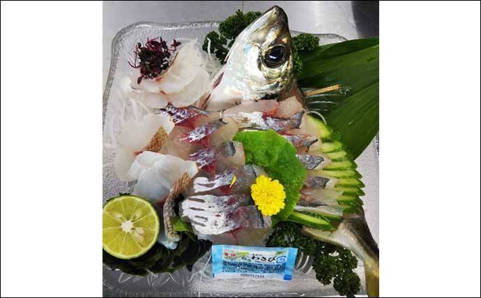 釣り人的【マアジの雑学】　回遊型と地着き型は見た目にも異なる？