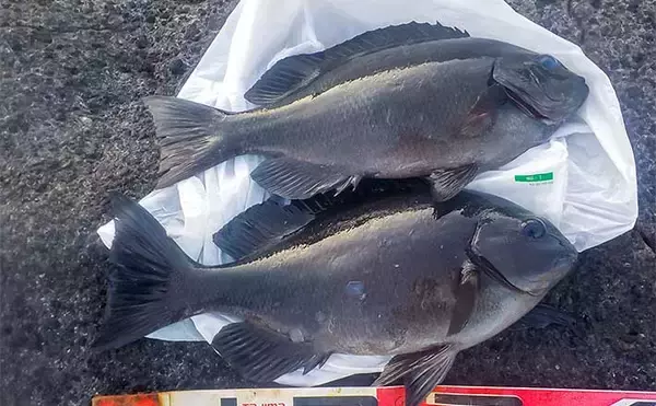 神奈川の地磯で冬のフカセ釣りを満喫【城ヶ島】35cm超えのメジナを連打