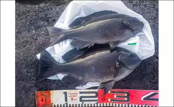 「神奈川の地磯で冬のフカセ釣りを満喫【城ヶ島】35cm超えのメジナを連打」の画像