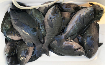 「秋磯の海中はまだまだ冬遠し？」磯フカセ釣りでアイゴの邪魔をかわして30cm級グレを拾い釣り