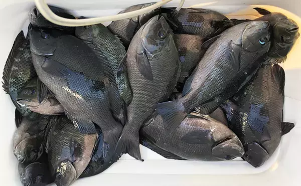 「秋磯の海中はまだまだ冬遠し？」磯フカセ釣りでアイゴの邪魔をかわして30cm級グレを拾い釣り