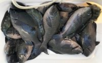 「秋磯の海中はまだまだ冬遠し？」磯フカセ釣りでアイゴの邪魔をかわして30cm級グレを拾い釣り