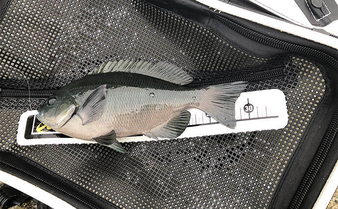 「秋磯の海中はまだまだ冬遠し？」磯フカセ釣りでアイゴの邪魔をかわして30cm級グレを拾い釣り