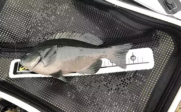 「「秋磯の海中はまだまだ冬遠し？」磯フカセ釣りでアイゴの邪魔をかわして30cm級グレを拾い釣り」の画像