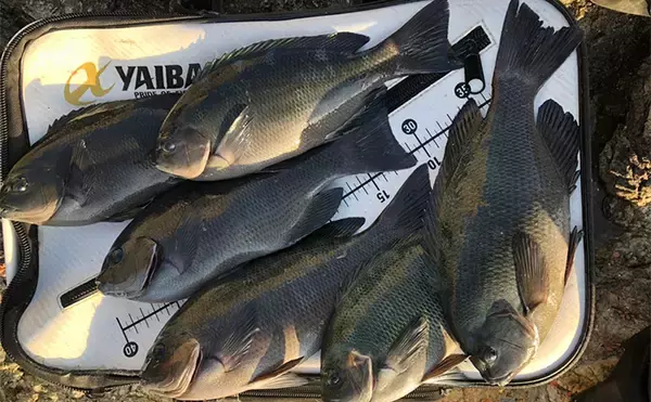 「「秋磯の海中はまだまだ冬遠し？」磯フカセ釣りでアイゴの邪魔をかわして30cm級グレを拾い釣り」の画像