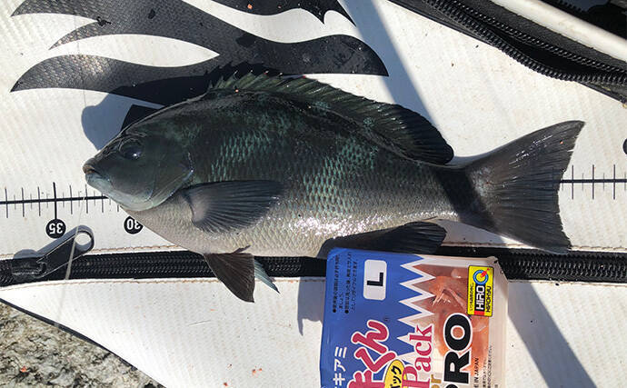 「秋磯の海中はまだまだ冬遠し？」磯フカセ釣りでアイゴの邪魔をかわして30cm級グレを拾い釣り