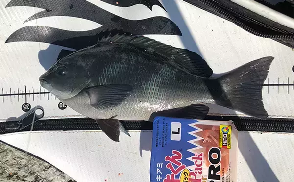 「「秋磯の海中はまだまだ冬遠し？」磯フカセ釣りでアイゴの邪魔をかわして30cm級グレを拾い釣り」の画像