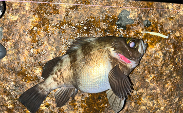 「そろそろ準備をしよう！」海水温でメバルの到来を予測する　適水温は12〜16度