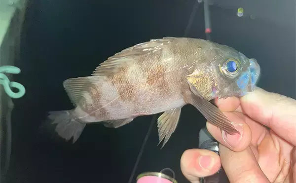 「「そろそろ準備をしよう！」海水温でメバルの到来を予測する　適水温は12〜16度」の画像