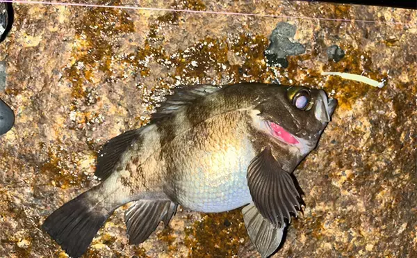 「「そろそろ準備をしよう！」海水温でメバルの到来を予測する　適水温は12〜16度」の画像