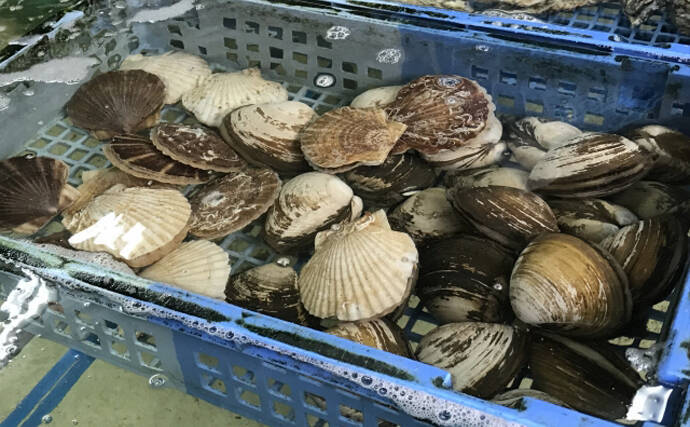 国内ホタテ産業の本当のリスクは中国ではなかった？　脱中国依存が加速か