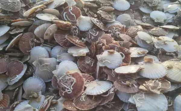 「国内ホタテ産業の本当のリスクは中国ではなかった？　脱中国依存が加速か」の画像