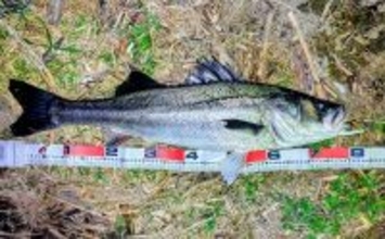 「冬の河川が熱すぎる！」80cm級大型シーバスが連発【養老川】 想定外のマゴチも登場