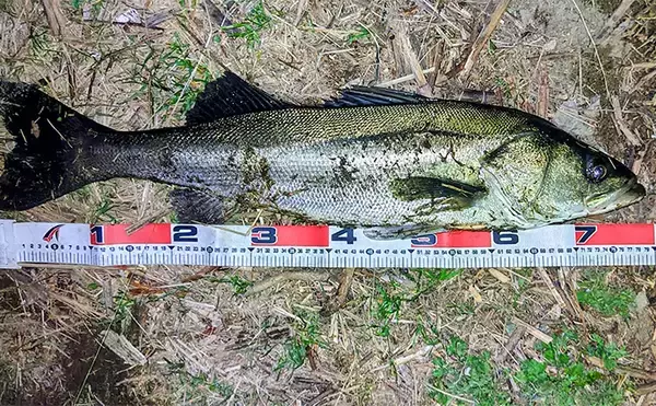 「「冬の河川が熱すぎる！」80cm級大型シーバスが連発【養老川】 想定外のマゴチも登場」の画像