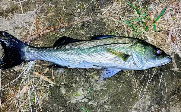 「「冬の河川が熱すぎる！」80cm級大型シーバスが連発【養老川】 想定外のマゴチも登場」の画像