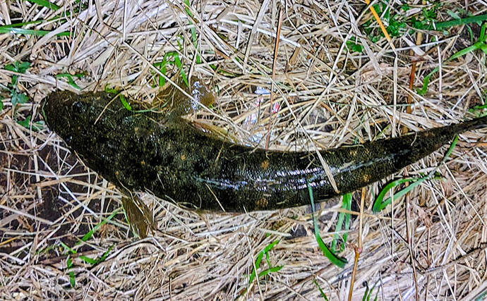 「冬の河川が熱すぎる！」80cm級大型シーバスが連発【養老川】 想定外のマゴチも登場