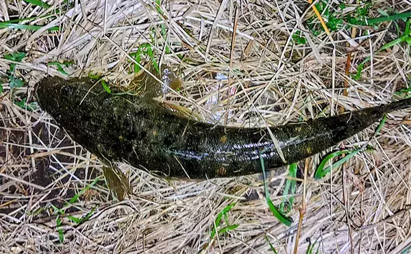 「「冬の河川が熱すぎる！」80cm級大型シーバスが連発【養老川】 想定外のマゴチも登場」の画像