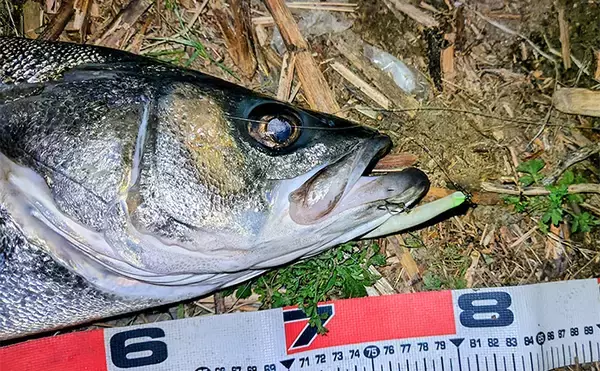 「「冬の河川が熱すぎる！」80cm級大型シーバスが連発【養老川】 想定外のマゴチも登場」の画像