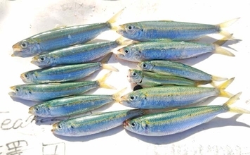 サビキ釣りに切り替えてサッパ12尾キャッチ【千葉・相浜港】クロダイ狙いはフグ猛攻で苦戦