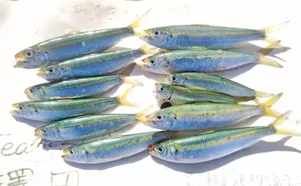 サビキ釣りに切り替えてサッパ12尾キャッチ【千葉・相浜港】クロダイ狙いはフグ猛攻で苦戦