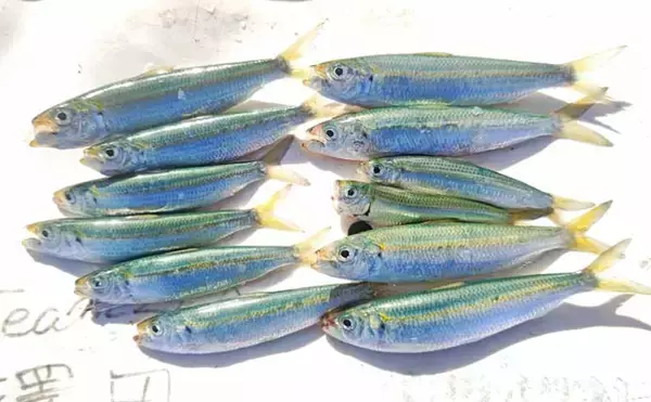 「サビキ釣りに切り替えてサッパ12尾キャッチ【千葉・相浜港】クロダイ狙いはフグ猛攻で苦戦」の画像