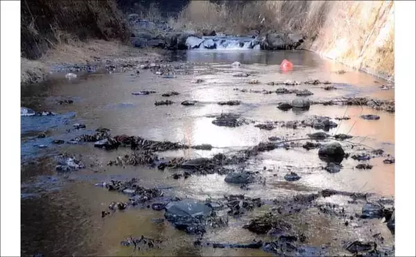 「「甲斐サーモンも狙える！」 渓流釣りイチオシ河川：小菅川」の画像