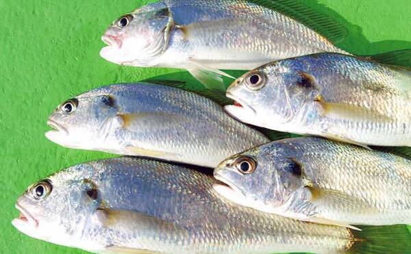 22年 関東の船イシモチ釣り入門 タックル 釣り方 釣況を解説 22年2月23日 エキサイトニュース