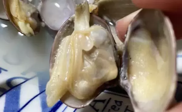 「解禁日の「潮干狩り」を満喫　雨天のお陰でアサリにハマグリがゴロゴロ」の画像