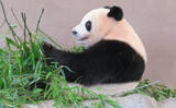 「パンダの食べ残した「竹」を海に沈めるとアオリイカが増えるワケとは？」の画像1